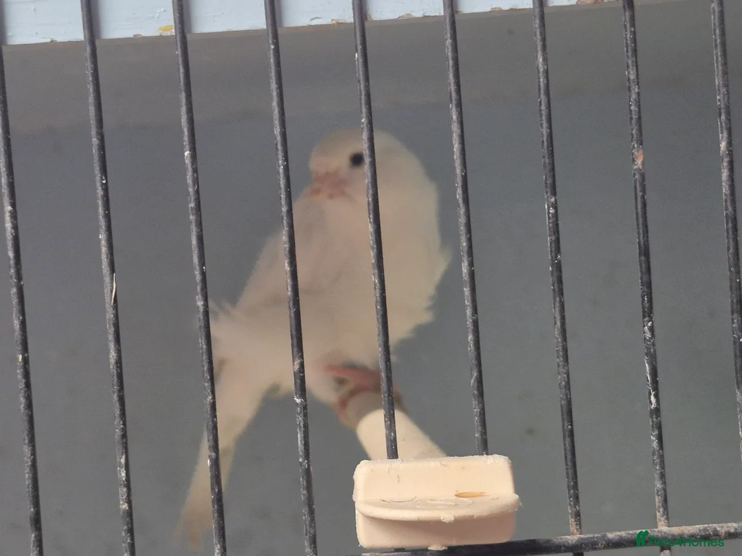 Mixed Breed birds for sale: Mix bird - Advert 3