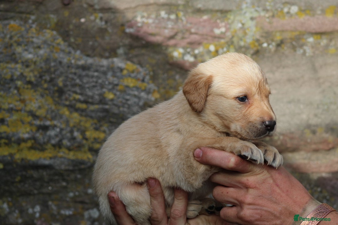 Labrador Retriever dogs for sale: Working Labrador Puppies  - Image 12