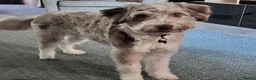 Bordoodle dogs for sale: Bordoodle, extensive tests ,full refund guarantee  - Advert 15