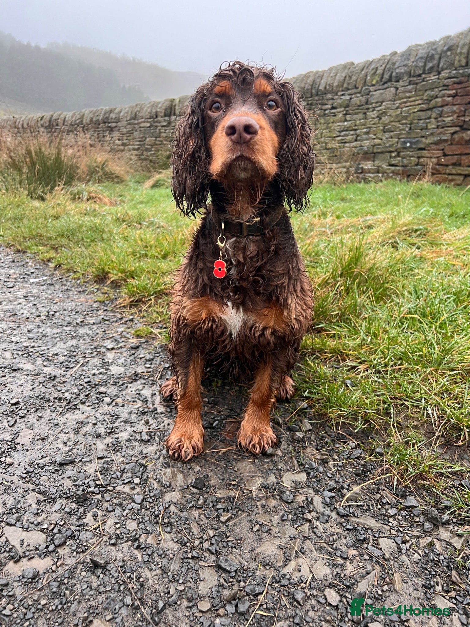 Cocker Spaniel dogs Working Cocker spaniel at stud - Advert 18
