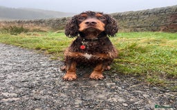 Cocker Spaniel dogs for stud: Working Cocker spaniel at stud - Advert 1