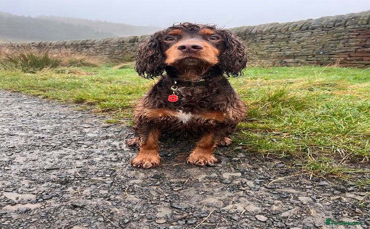 Cocker Spaniel dogs Working Cocker spaniel at stud - Advert 1
