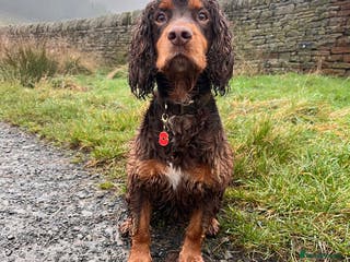 Cocker Spaniel dogs Working Cocker spaniel at stud - Advert 4