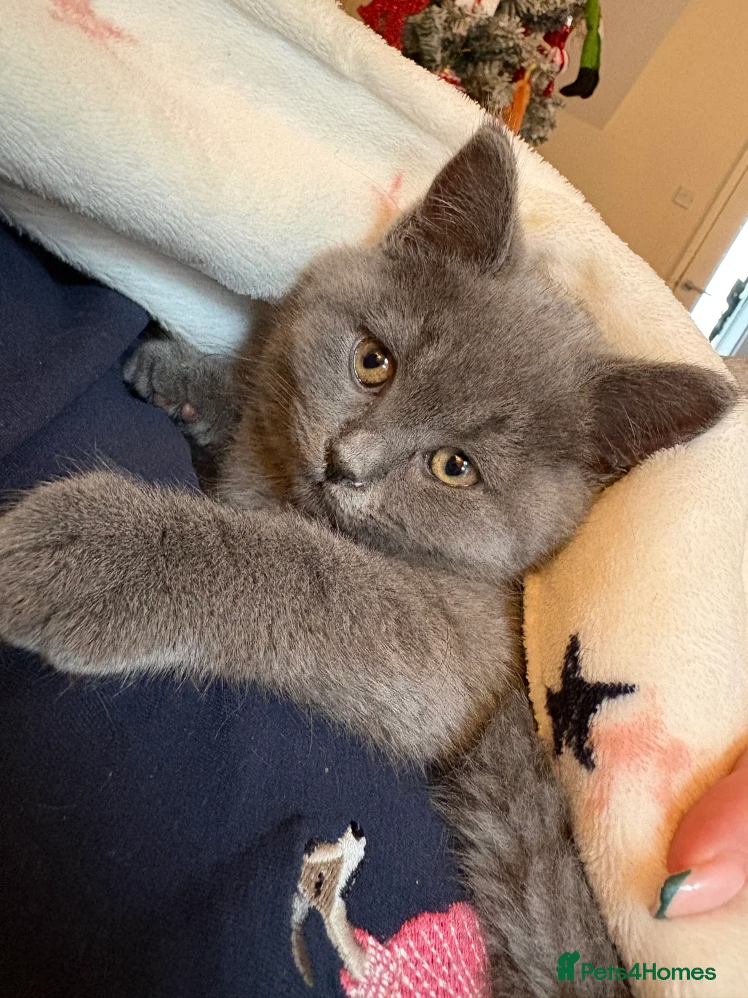 British Shorthair cats for sale: British Shorthair Kitten - Advert 6
