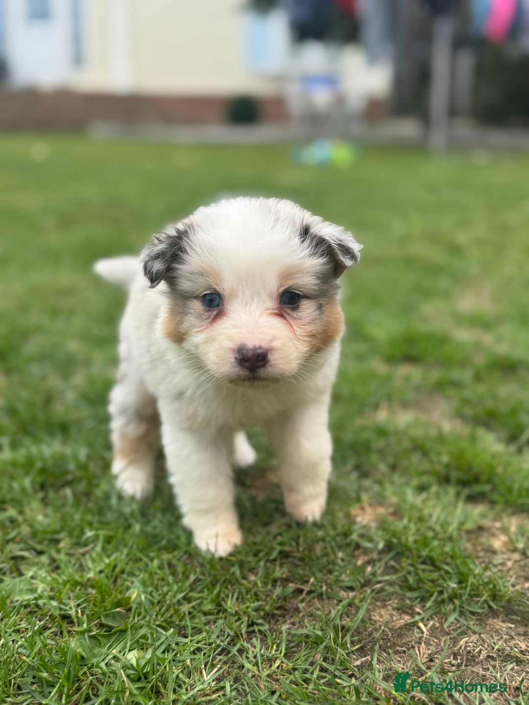 Australian Shepherd dogs for sale: 5 KC registered Australian Shepard puppies - Image 3