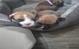 Boxer dogs for sale: Kc Boxer Puppies - Image 13