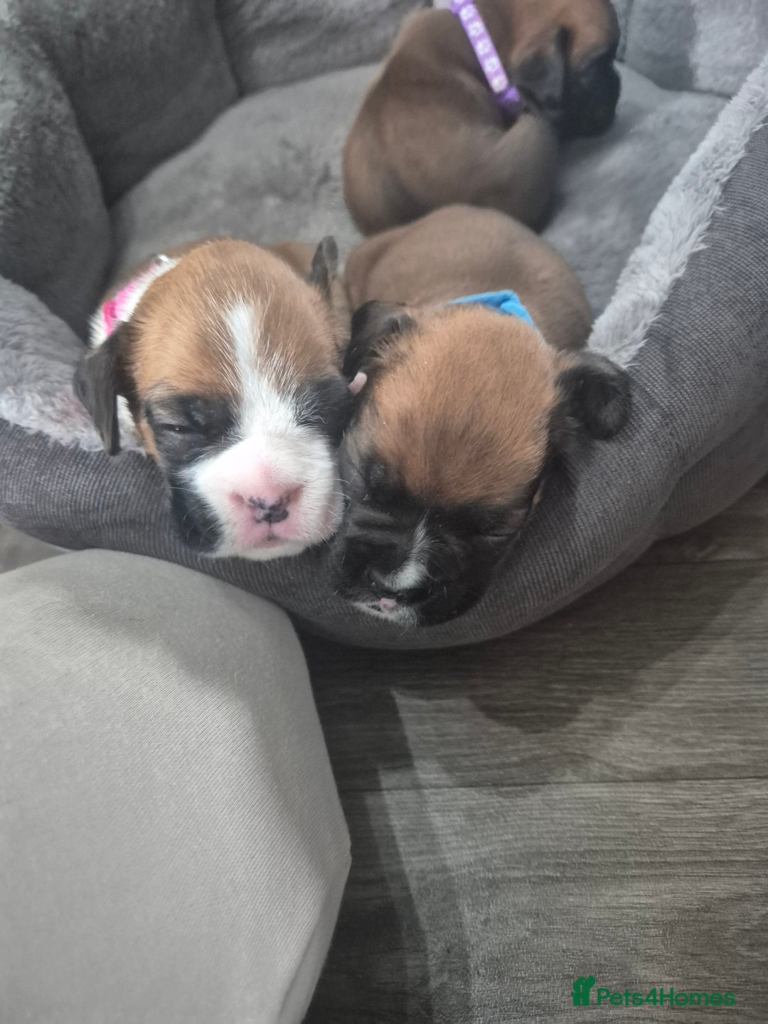 Boxer dogs for sale: Kc Boxer Puppies - Image 13