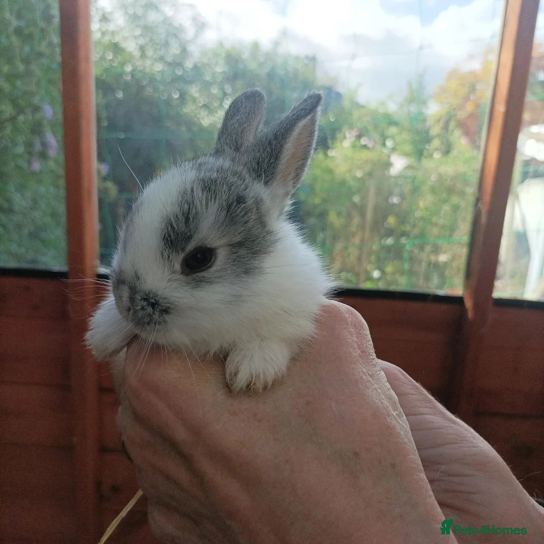 Mixed Breed rabbits for sale: 8  beautiful baby rabbits for sale in Blackburn - Advert 1