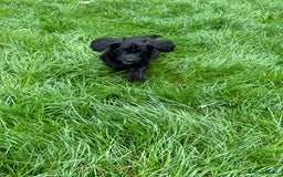 Cockapoo dogs for sale: Beautiful miniature Teddybear Cockerpoos puppies  - Image 10
