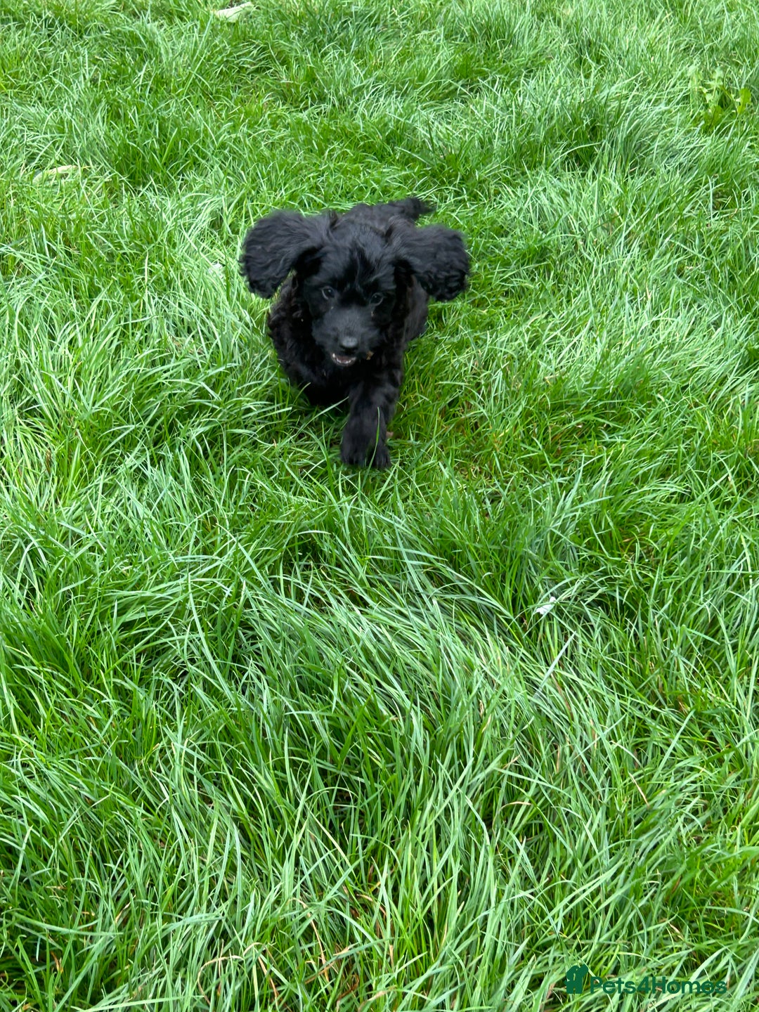 Cockapoo dogs for sale: Beautiful miniature Teddybear Cockerpoos puppies  - Image 10
