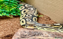Python Snake reptiles for sale: Royal pythons looking for new home - Image 10