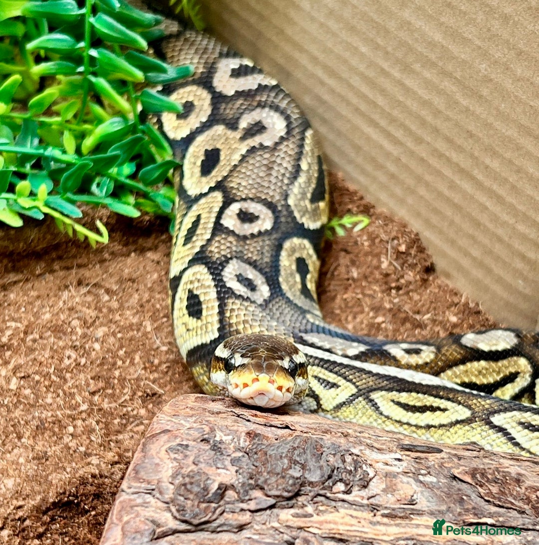 Python Snake reptiles for sale: Royal pythons looking for new home - Image 10