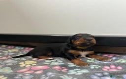 Mixed Breed dogs for sale: Border collie x irish/red setter puppies - Image 6