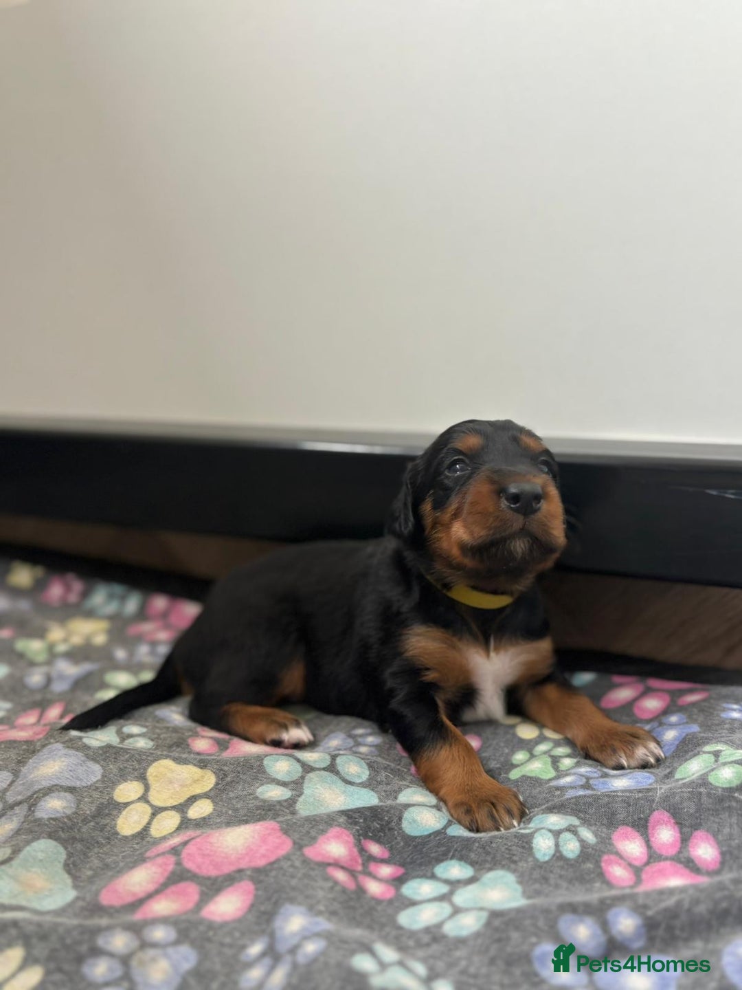 Mixed Breed dogs for sale: Border collie x irish/red setter puppies - Image 6