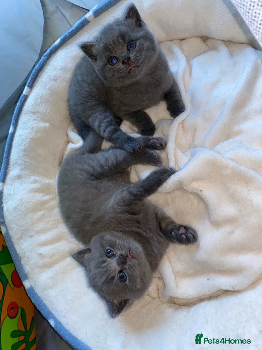 British Shorthair cats for sale: Beautiful British Shorthair Kittens  - Advert 2