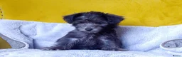 Mixed Breed dogs for sale: Adorable Morkie-Poo’s Pups for sale  - Advert 7