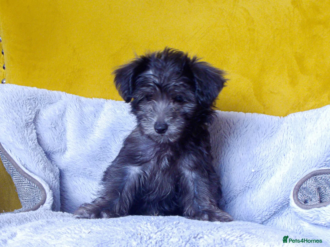 Mixed Breed dogs for sale: Adorable Morkie-Poo’s Pups for sale  - Advert 7