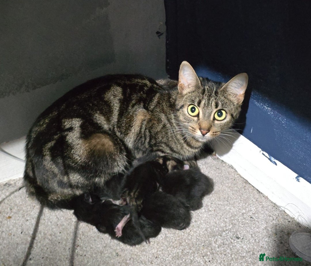 Mixed Breed cats for sale: Kittens  - Advert 2