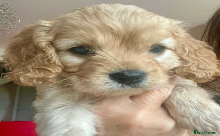 Cavapoo dogs Cavapoo - Advert 2