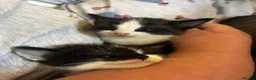Mixed Breed cats for sale: Black and white kittens  - Advert 4