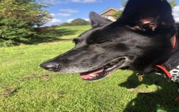 Mixed Breed dogs for adoption: 💖🐶 MARY 🐶💖 - Advert 6