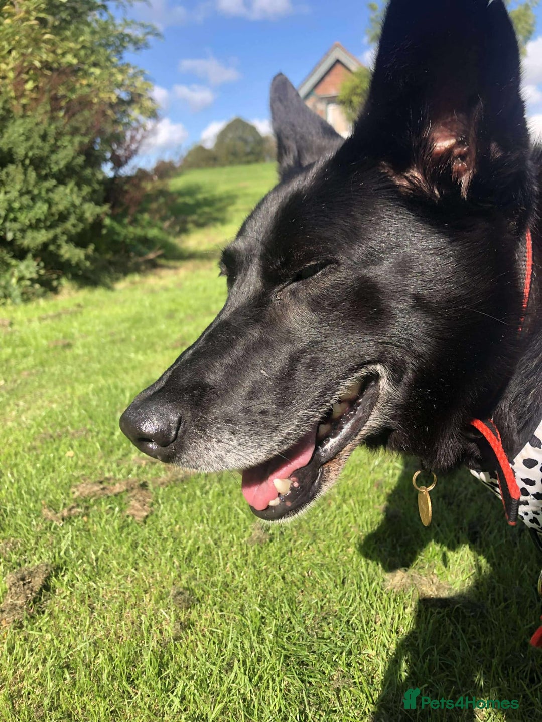 Mixed Breed dogs for adoption: 💖🐶 MARY 🐶💖 - Advert 6