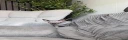 Sphynx cats for sale: Male sphynx kitten - Advert 1