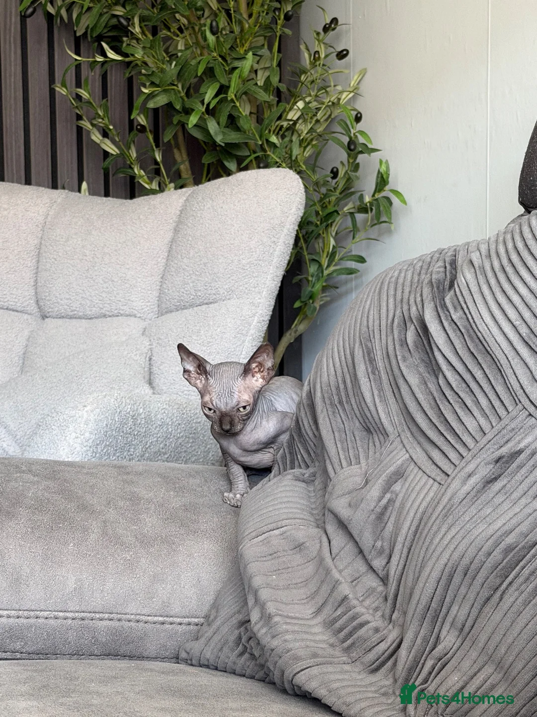 Sphynx cats for sale: Male sphynx kitten - Advert 1