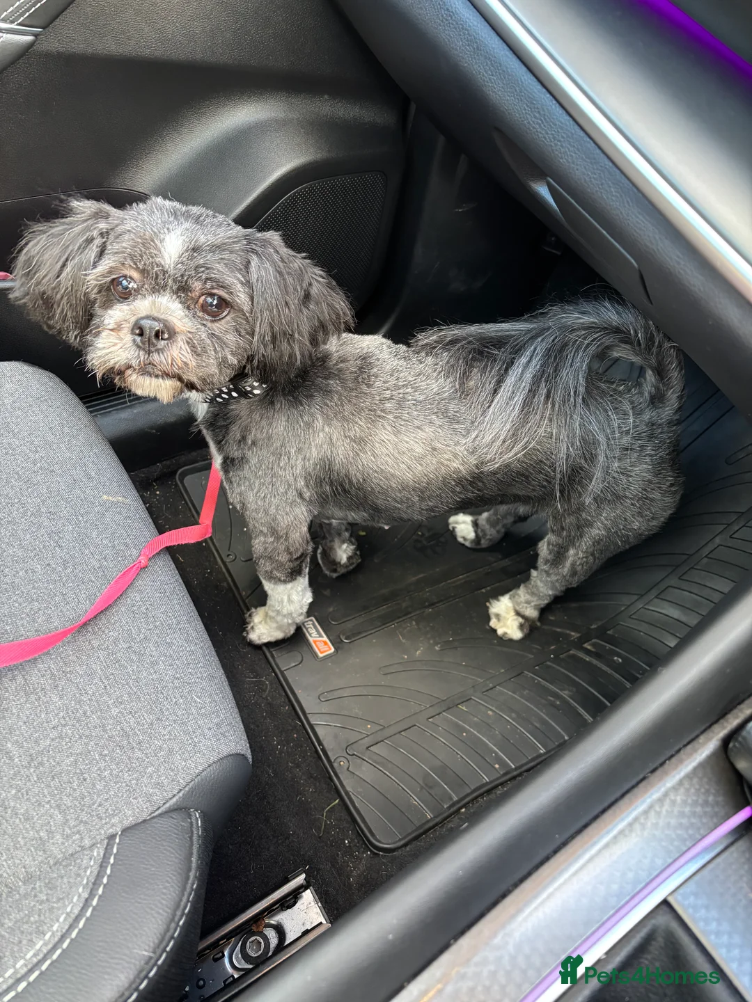 Lhasa Apso dogs for sale: Lhasa apso  - Advert 2