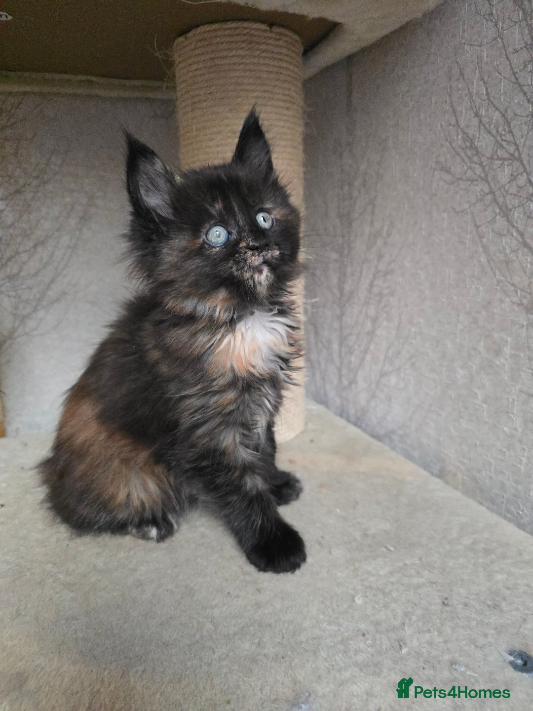 Maine Coon cats for sale: Amazing Large Purebred Maine Coon Kittens - Advert 11