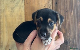 Jack Russell dogs for sale: Miniture Jack Russell - Image 4