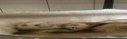 Ferret rodents for sale: Two brother ferrets for sale - Advert 13