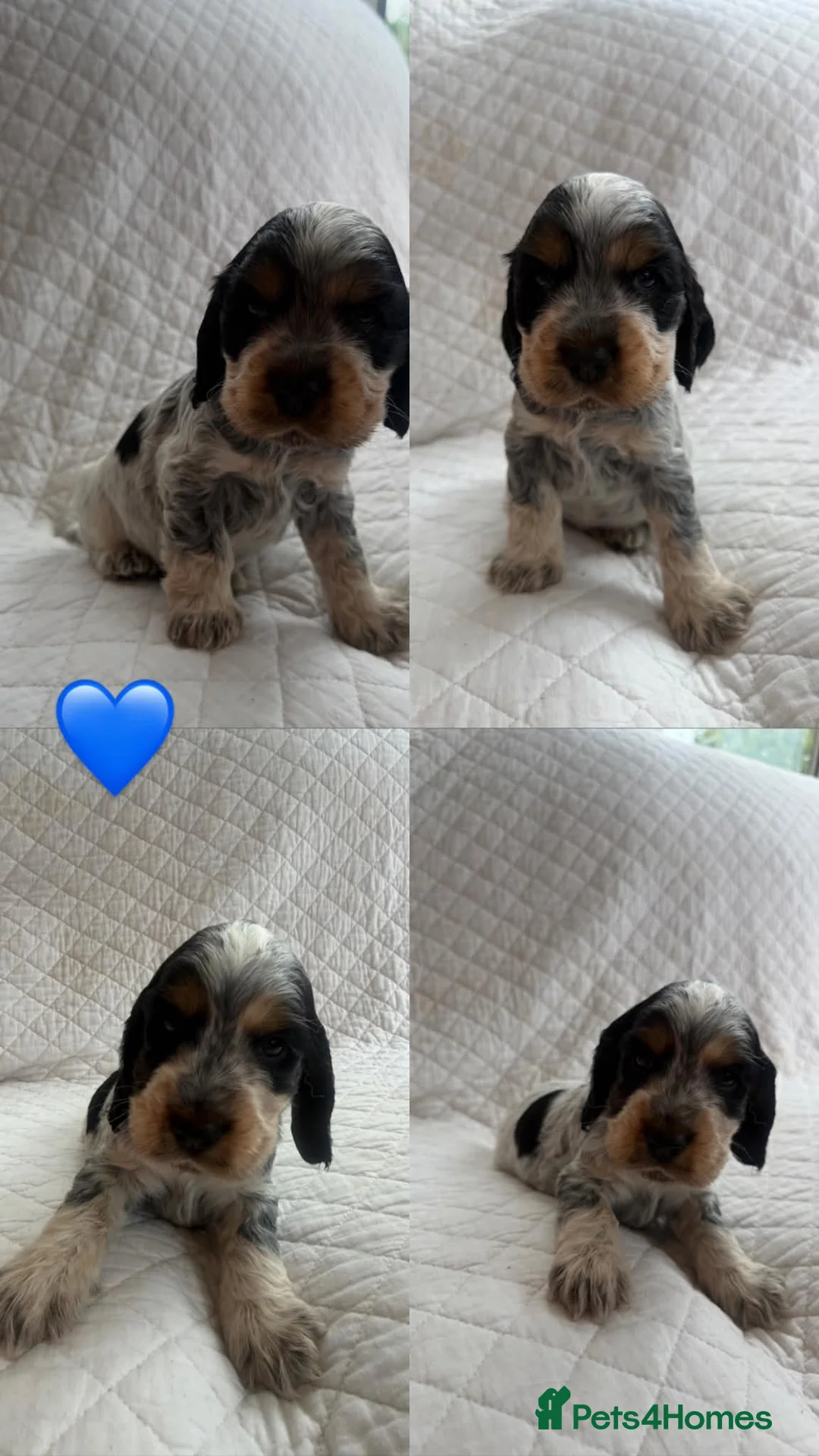 Cocker Spaniel dogs for sale: Show cocker spaniel puppies - Advert 9