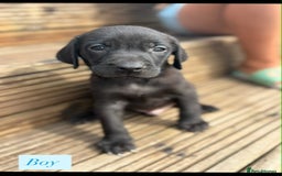 Labrador Retriever dogs for sale: Labrador puppy’s  - Image 4