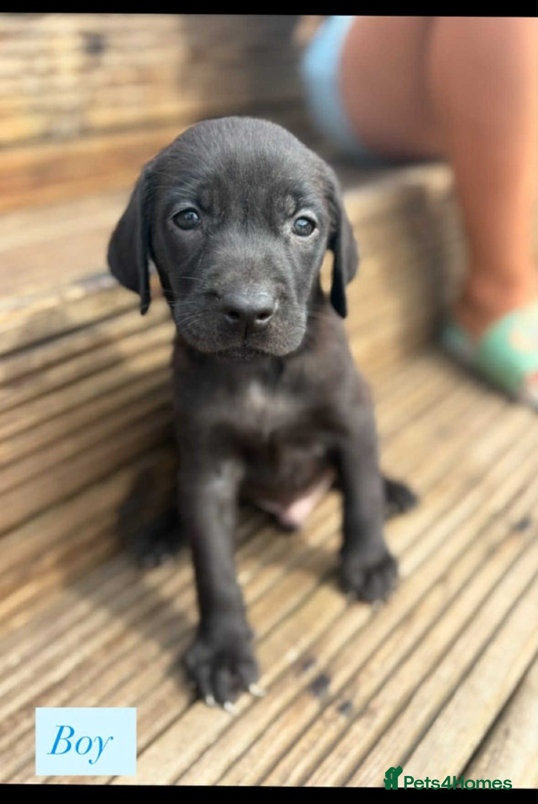 Labrador Retriever dogs for sale: Labrador puppy’s  - Image 4