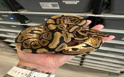 Python Snake reptiles for sale: Royal Pythons for Sale in Peterborough - Image 9