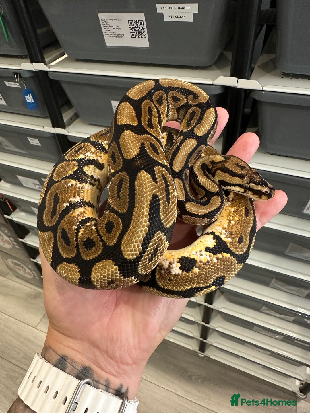 Python Snake reptiles for sale: Royal Pythons for Sale in Peterborough - Image 9
