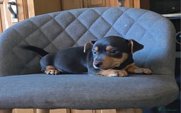 Jack Russell dogs for sale: Traditional Short Legged Jackrussell Pups!  - Image 4