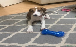 Saluki dogs for sale: Rosie is looking for her forever home  - Advert 7