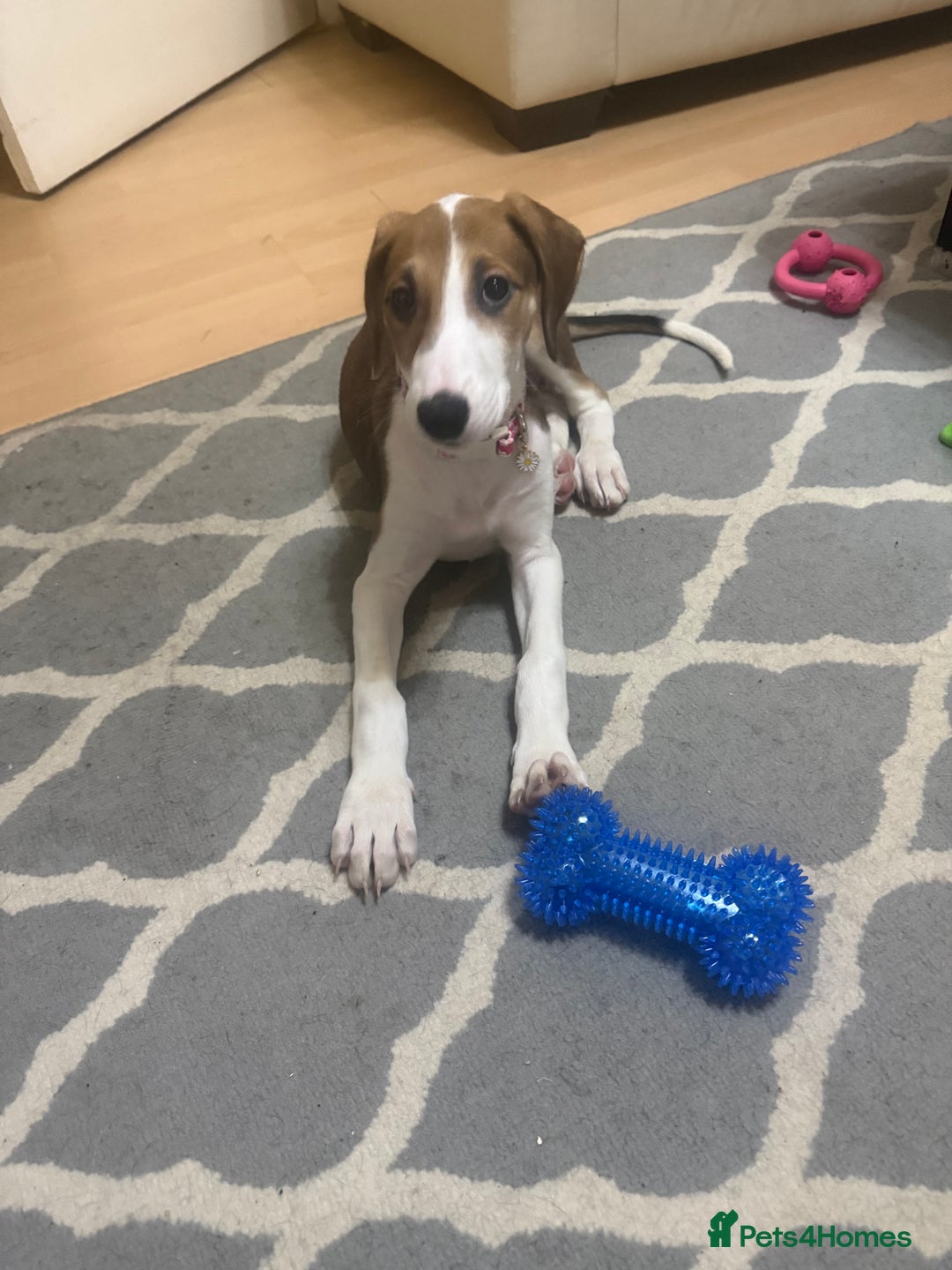 Saluki dogs for sale: Rosie is looking for her forever home  - Advert 7