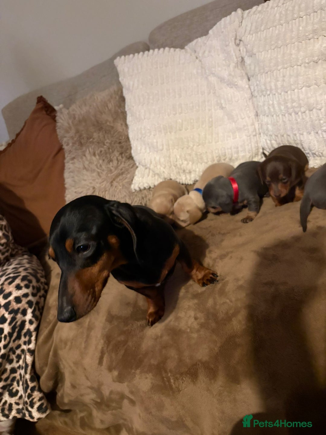 Miniature Dachshund dogs for sale: Miniature dachshund puppies forsale - Advert 5
