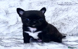 Chihuahua dogs for sale: KC REG HEALTH TESTED CHIHUAHUA BABIES - Image 2