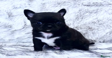 Chihuahua dogs - Advert 4