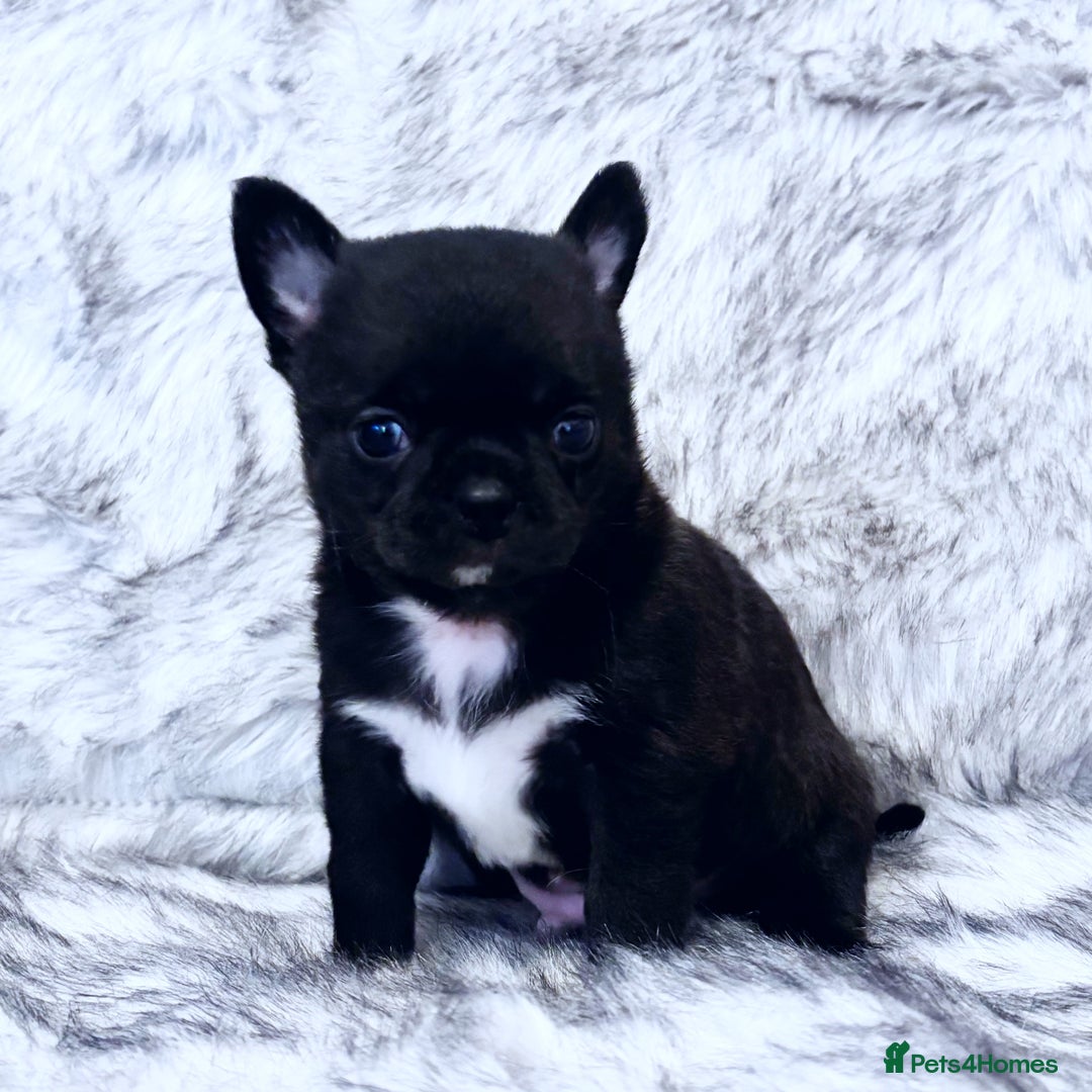 Chihuahua dogs for sale: KC REG HEALTH TESTED CHIHUAHUA BABIES - Image 2