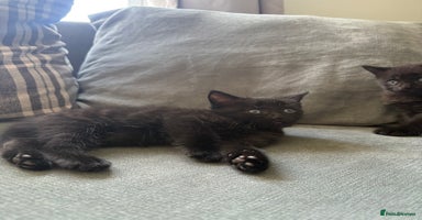 Domestic Shorthair cats - Advert 14
