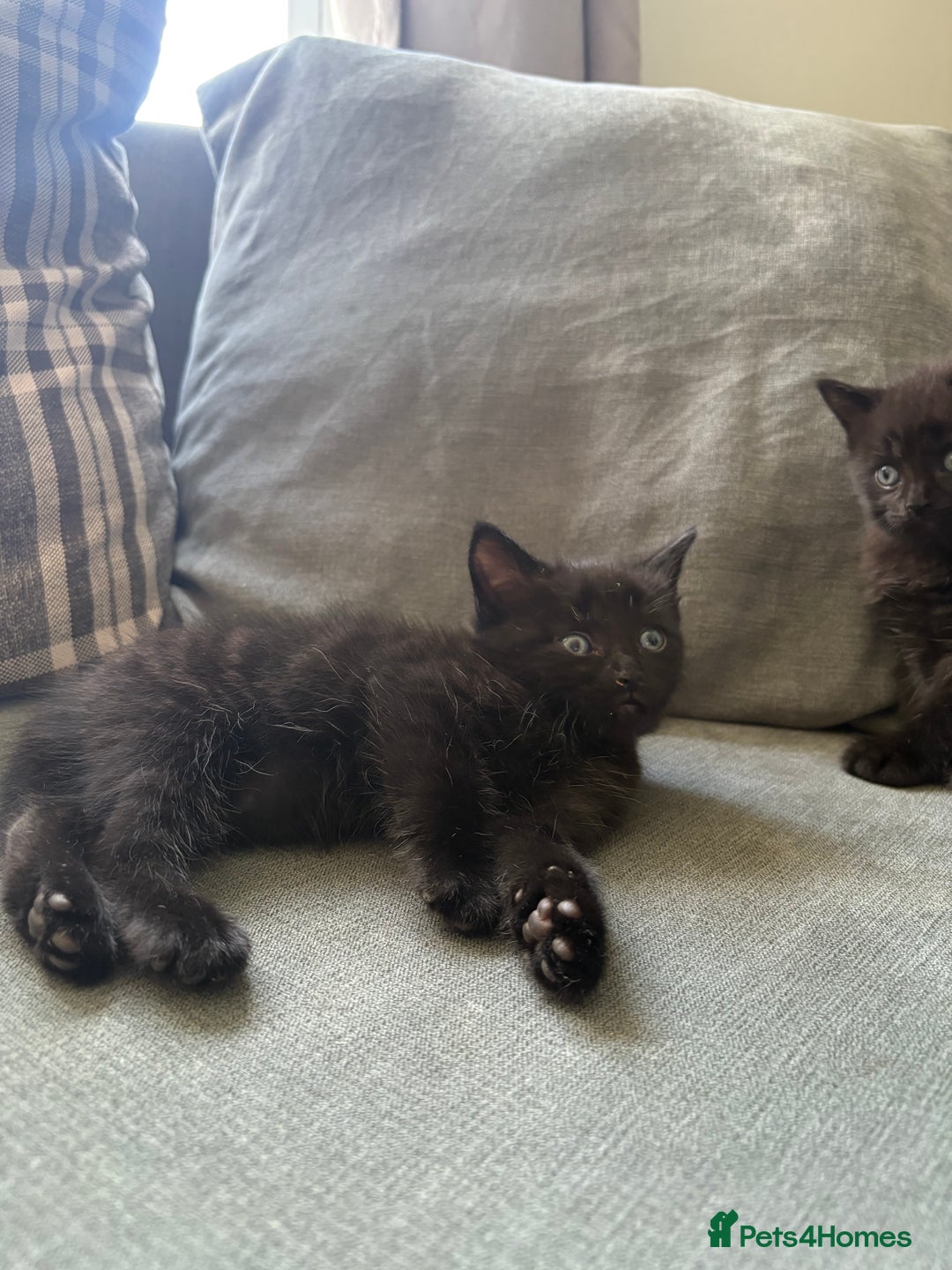 Domestic Shorthair cats for sale: 3 beautiful kittens  - Image 2