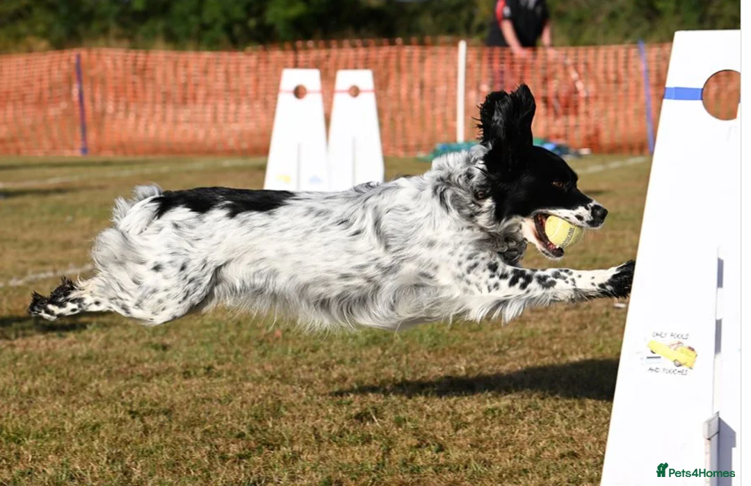 Cocker Spaniel dogs for sale: Working Cocket Spaniel Boys in Stockport - Advert 2
