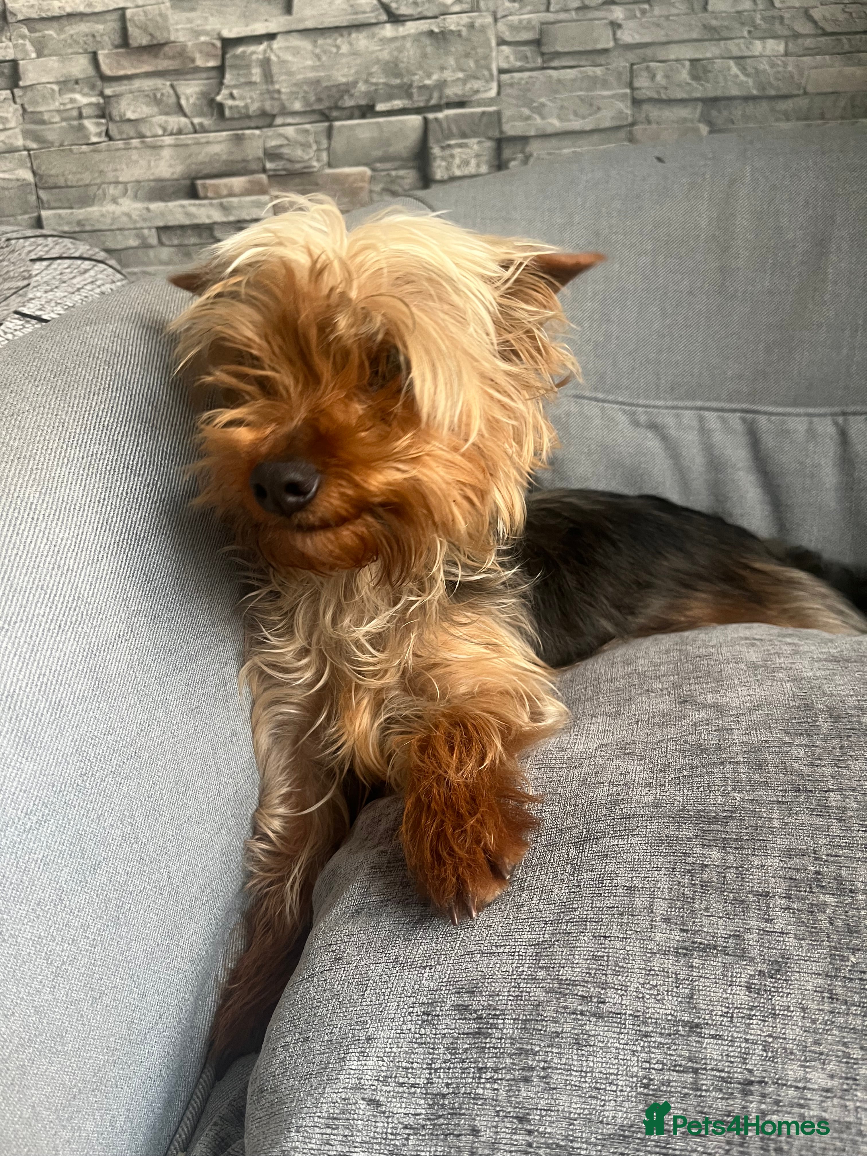 Yorkshire Terrier dogs for sale: Yorkshire terrier 1 year old girl  - Advert 6