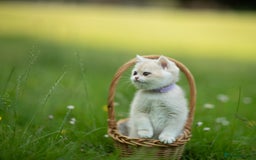 British Shorthair cats for sale: 🔥Exceptional GCCF pedigree golden BSH - Image 13