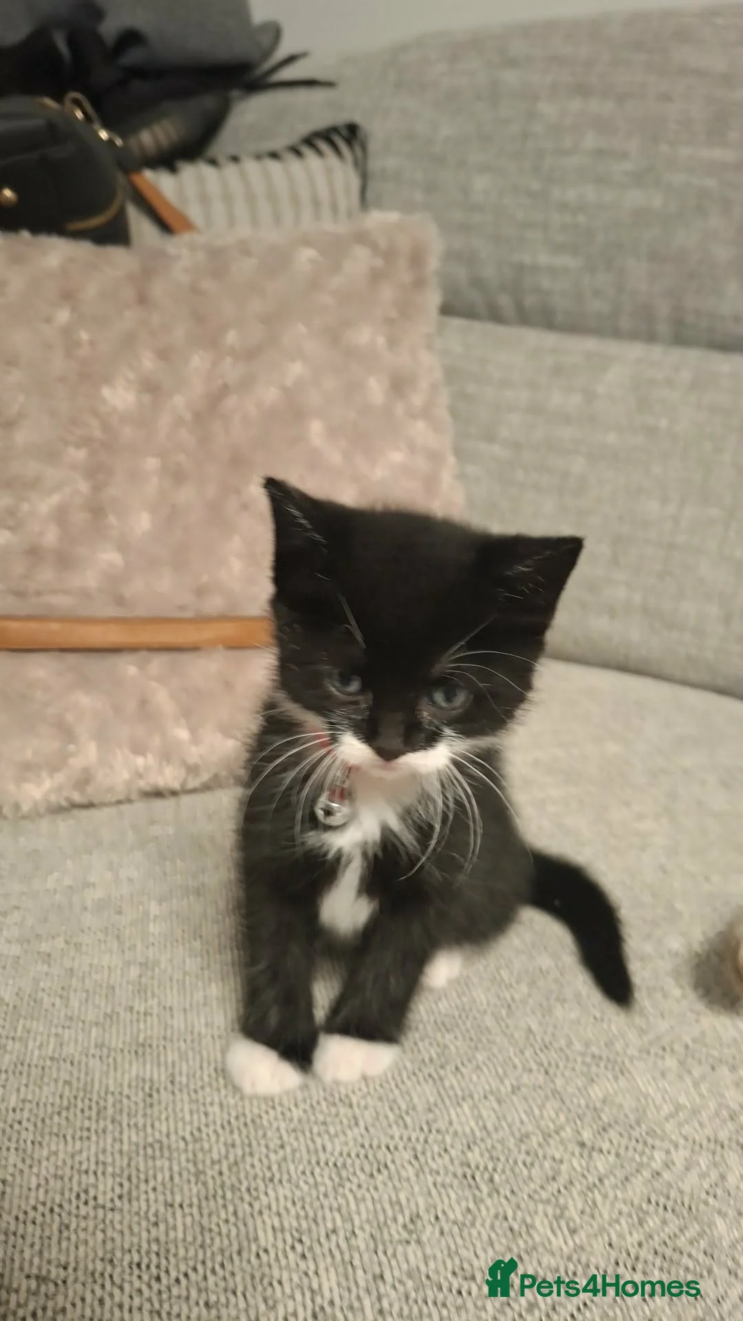 Mixed Breed cats for sale: x3 Male kittens available for new home in Glasgow - Advert 2